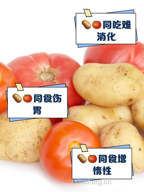 西红柿和地瓜能一起吃吗