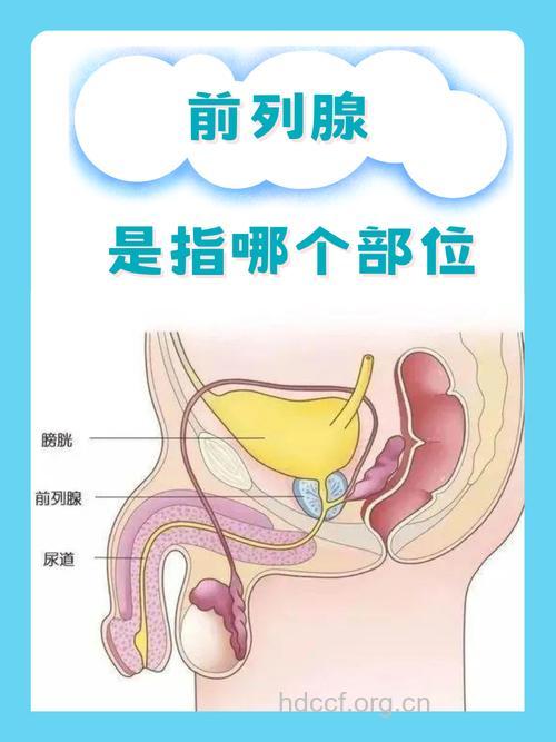 前列腺在哪个位置？有什么功能？