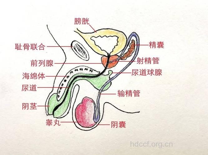 前列腺的结构一生中的变化过程