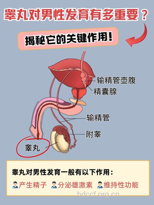 什么是睾丸 专家带你了解几个小常识