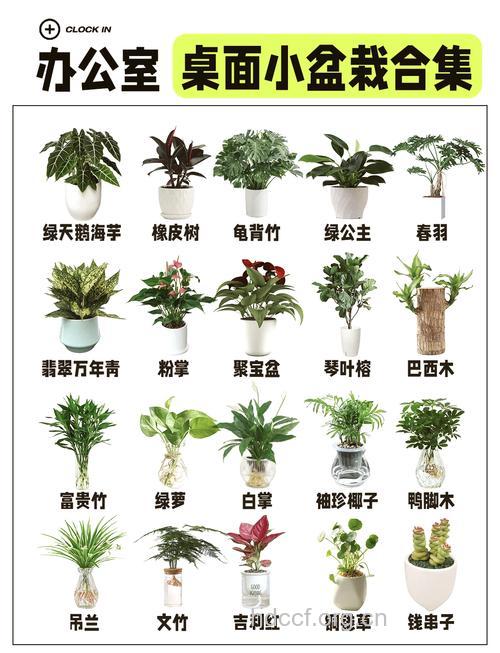 5种植物防辐射 办公室植有哪些讲究