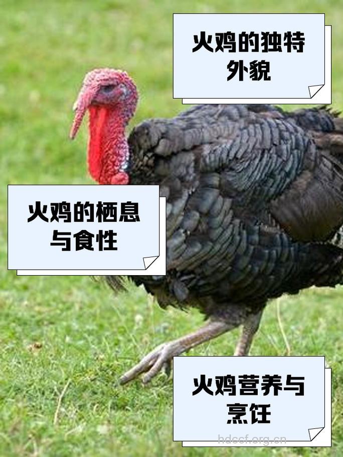 吃火鸡会使人昏昏欲睡吗