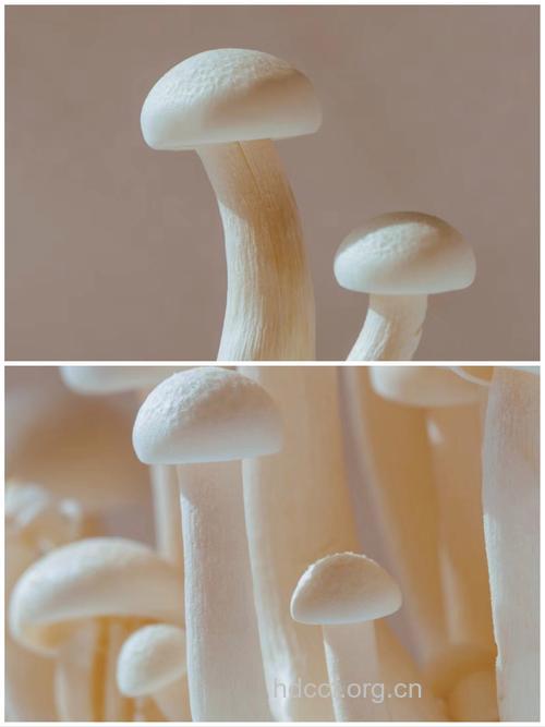 雪白透亮的蘑菇品质好吗