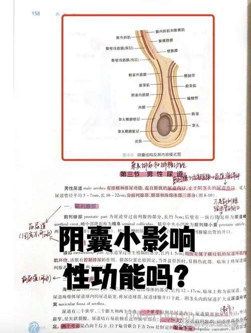 睾丸大小会影响性能力吗 这些影响不能忽视