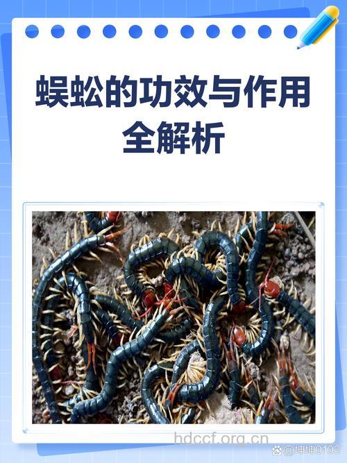 蜈蚣治疗男性阳痿有什么依据
