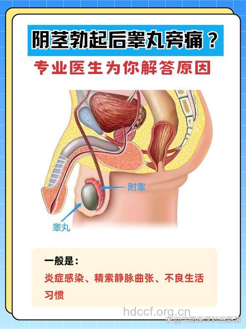 睾丸问题与男性早泄关系