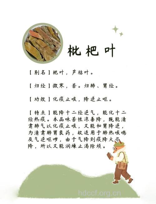 枇杷叶的功效与作用有哪些