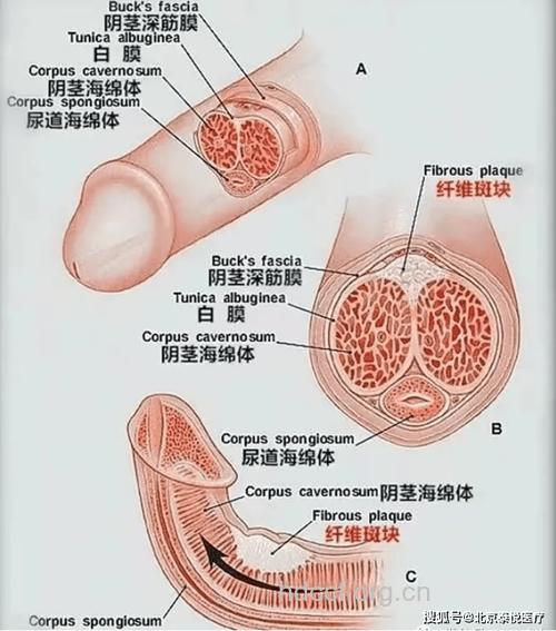 阴茎告诉男人的10个小秘密
