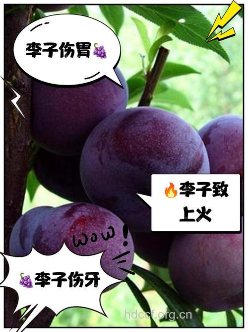 李子吃多了会怎么样