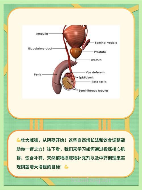 阴茎健康的15个要点 正不正常看这里就好