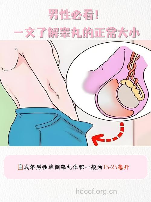 睾丸越大性能力越强？男人睾丸大小跟年龄有关