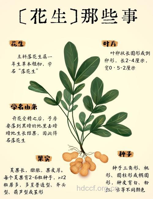 花生的功效与作用有哪些