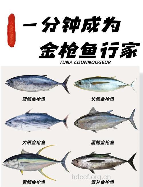 金枪鱼能降血压吗