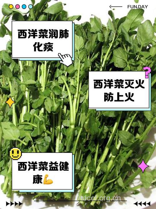 西洋菜的功效与作用有哪些