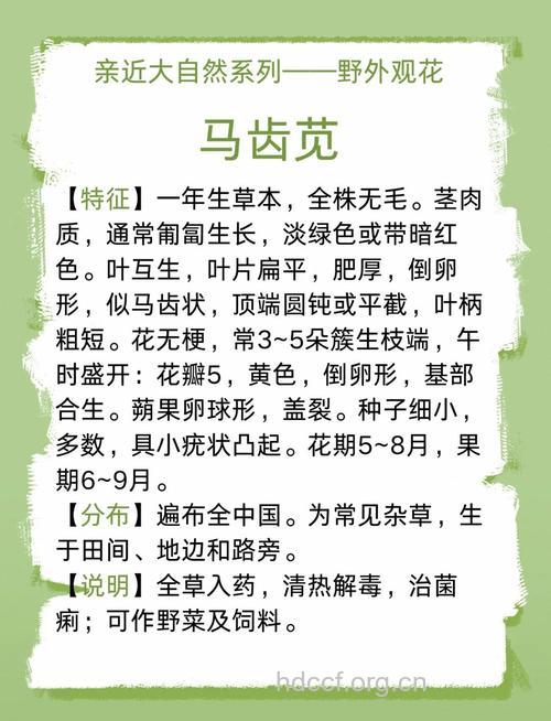 马齿苋有什么功效与作用