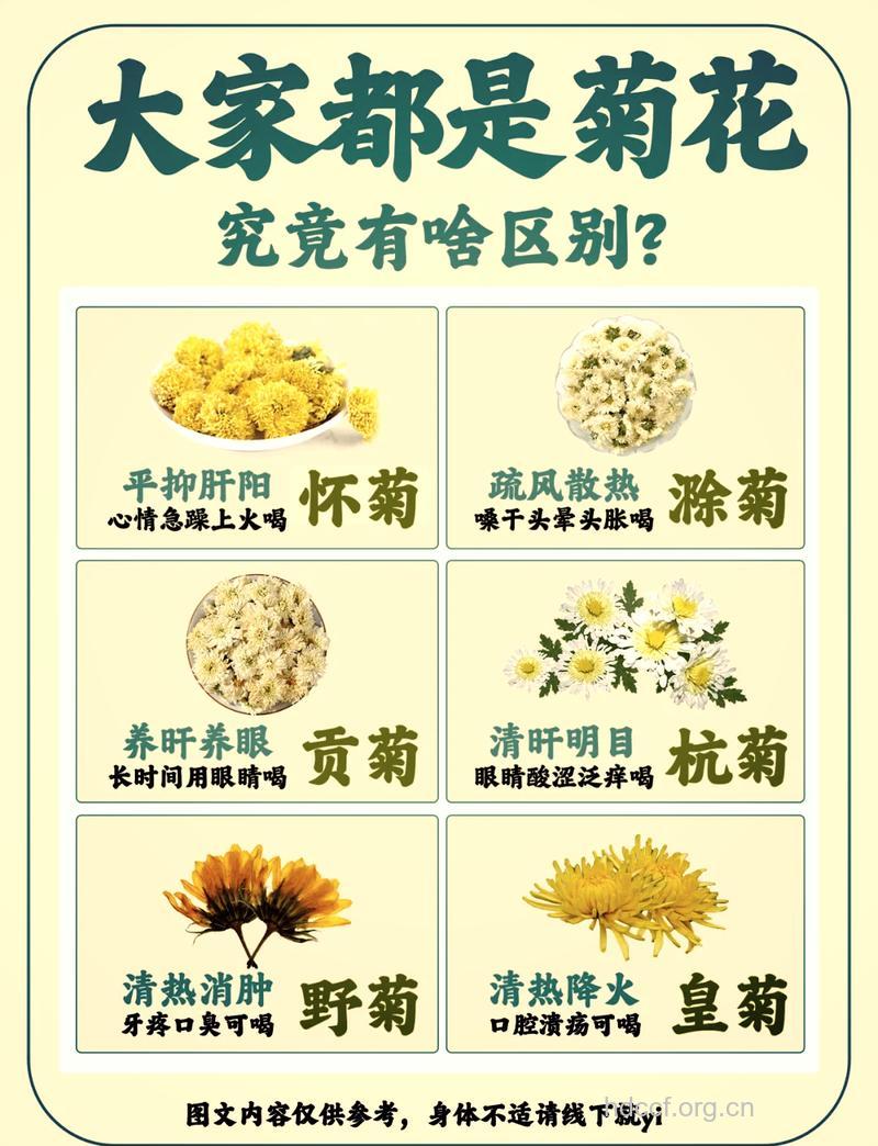 菊花有什么功效与作用