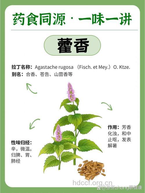 藿香的功效与作用有哪些