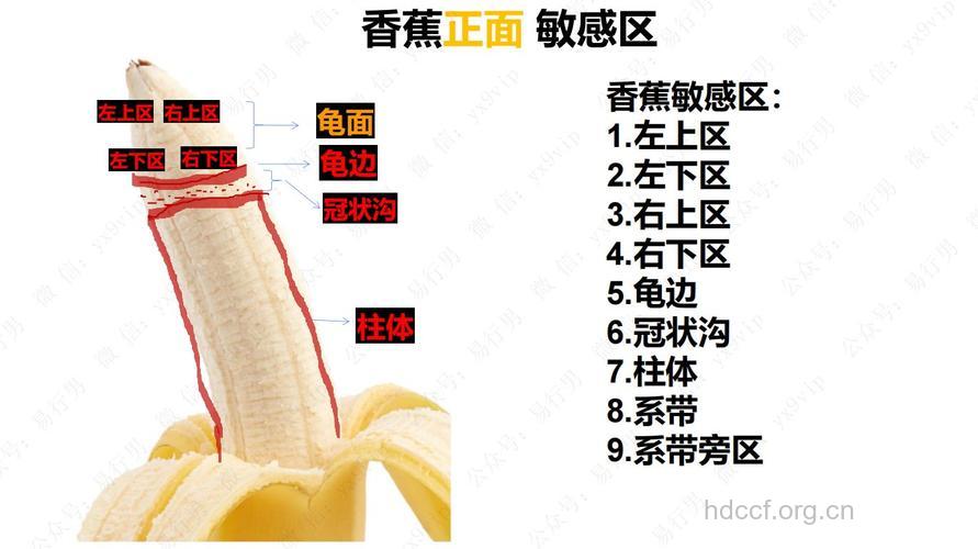男人性敏感区是在什么位置