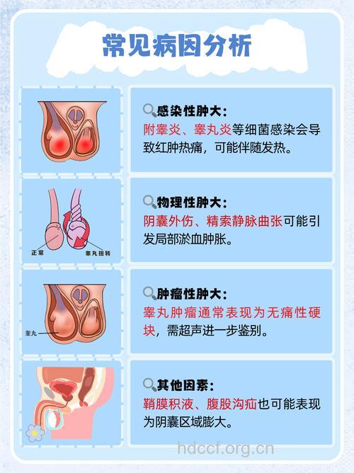 睾丸大代表性能力好吗 睾丸病变怎么办
