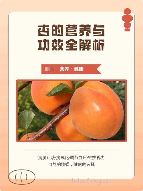 吃杏好吗 杏有什么营养价值