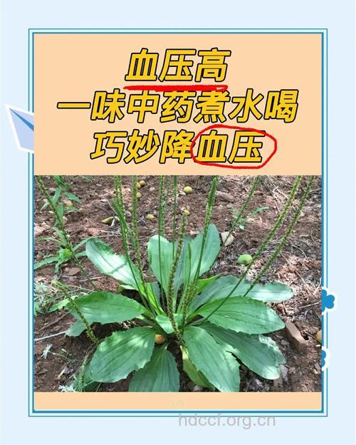 高血压患者只吃中草药行否