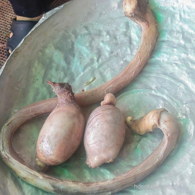 男人补肾壮阳吃什么动物鞭好