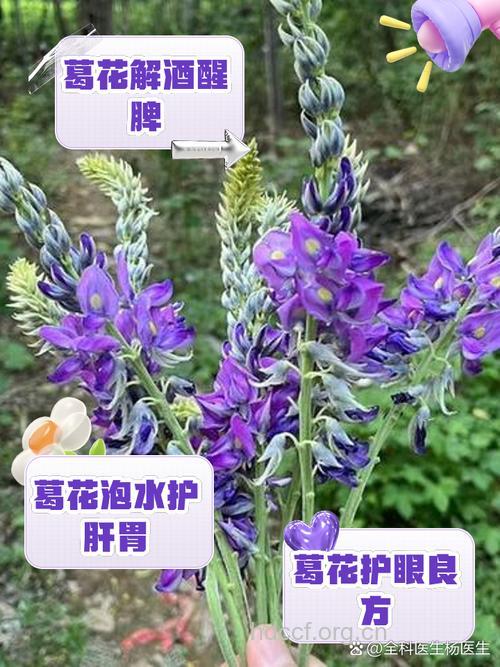 葛花的功效及食用方法