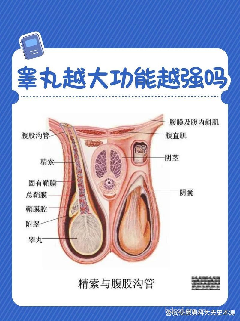 睾丸越大性能力越强吗 睾丸小有什么影响