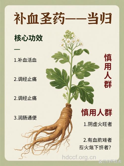 吃当归好吗 当归的功效与作用