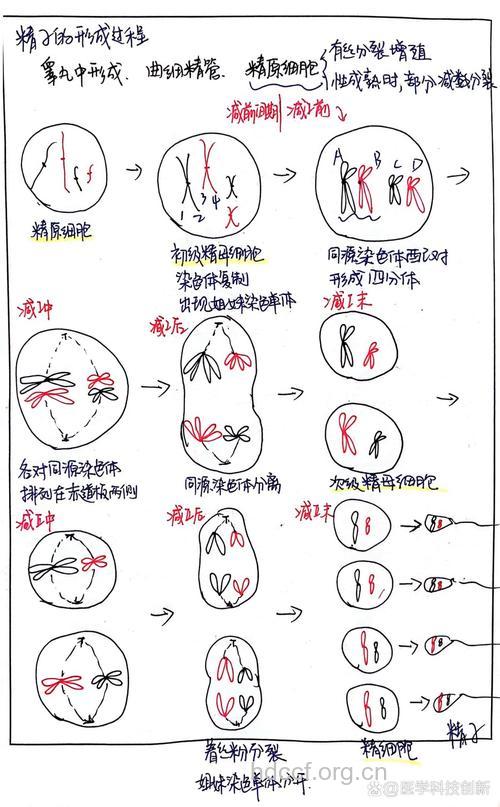 男人精子的一生变化情况