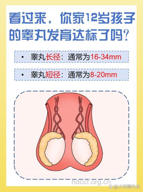 睾丸小会影响生育能力吗 睾丸正常的标准