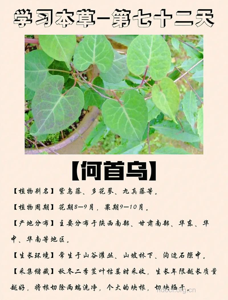 何首乌的功效与作用