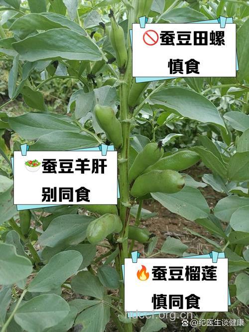 与蚕豆相克的食物有哪些