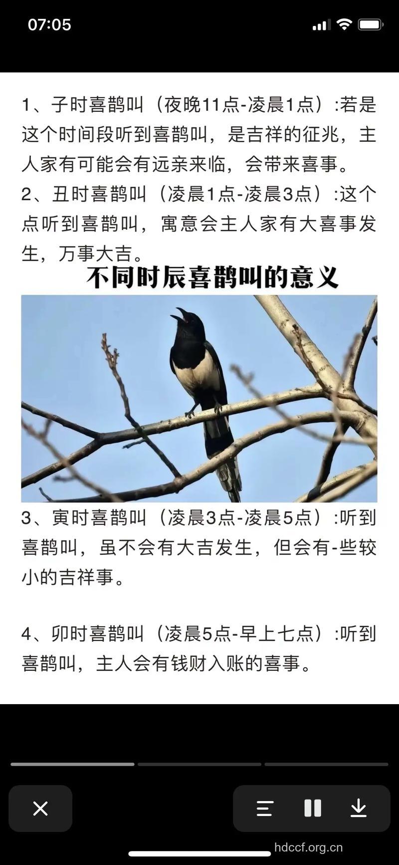 周公解梦 梦见鸟类预示着什么
