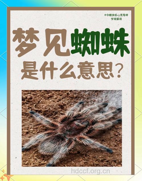 揭秘与蜘蛛相关的周公解梦