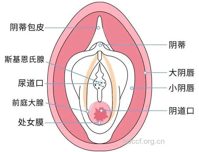 揭秘女人高潮后各个器官的表现