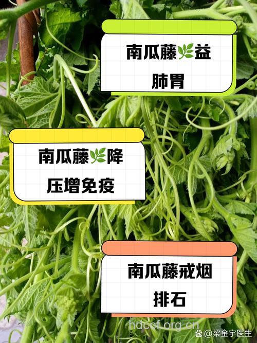 南瓜藤的营养价值 南瓜皮的营养价值