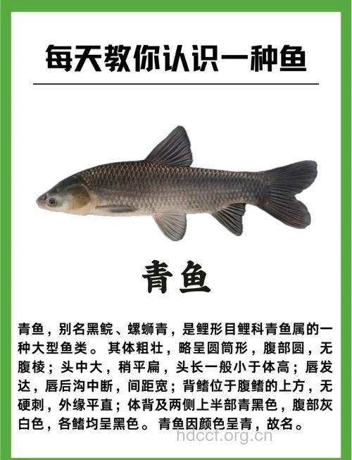 青鱼的营养价值 青鱼的食用禁忌