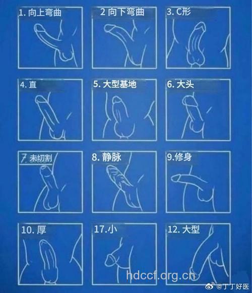 男性阴茎长短与性生活关系