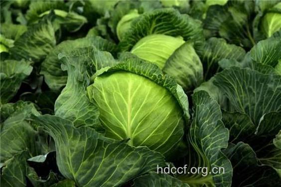 孕妇梦见白菜是什么意思