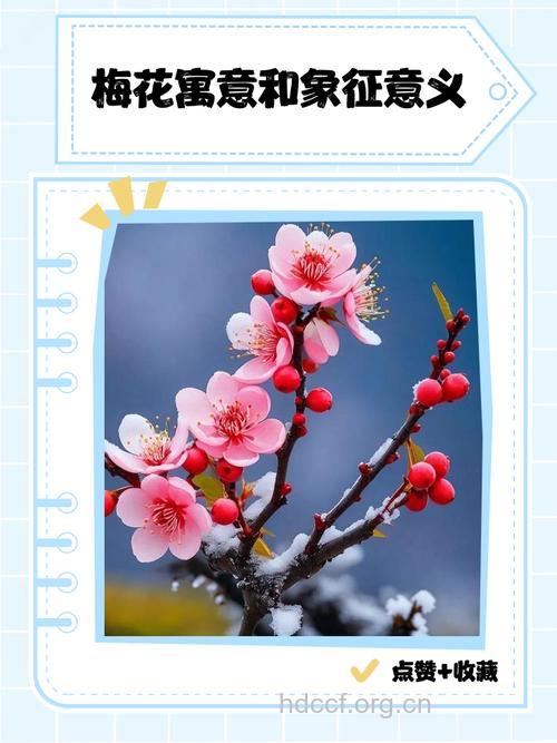 孕妇梦见梅花是什么意思