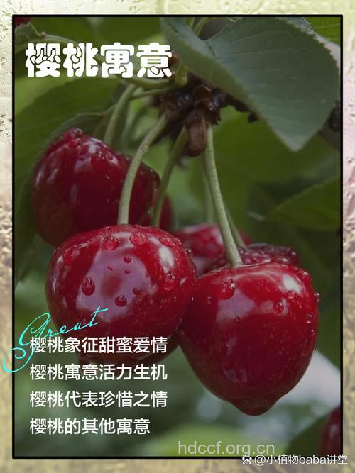 孕妇梦见樱桃是什么意思