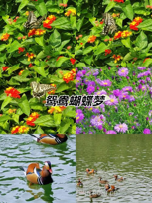 孕妇梦见蝴蝶飞鸟是什么意思