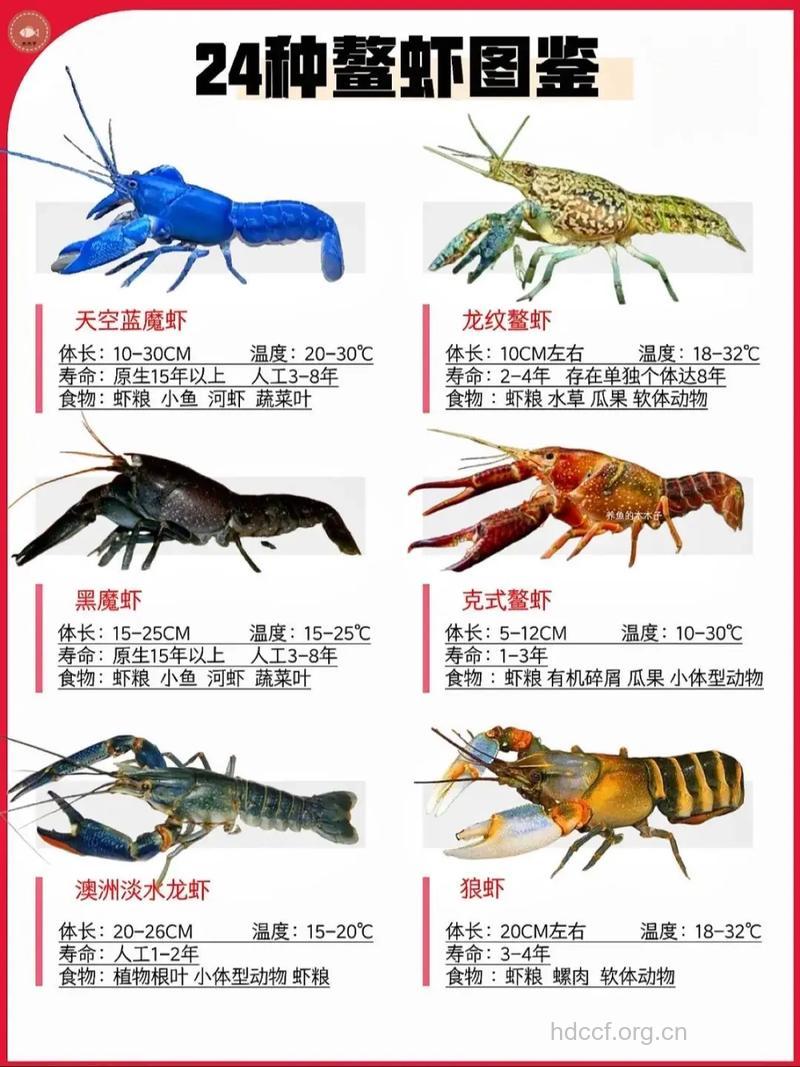 孕妇梦见鳌虾是什么意思