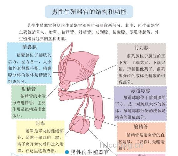 导致男性生殖器官出现毛病的病因
