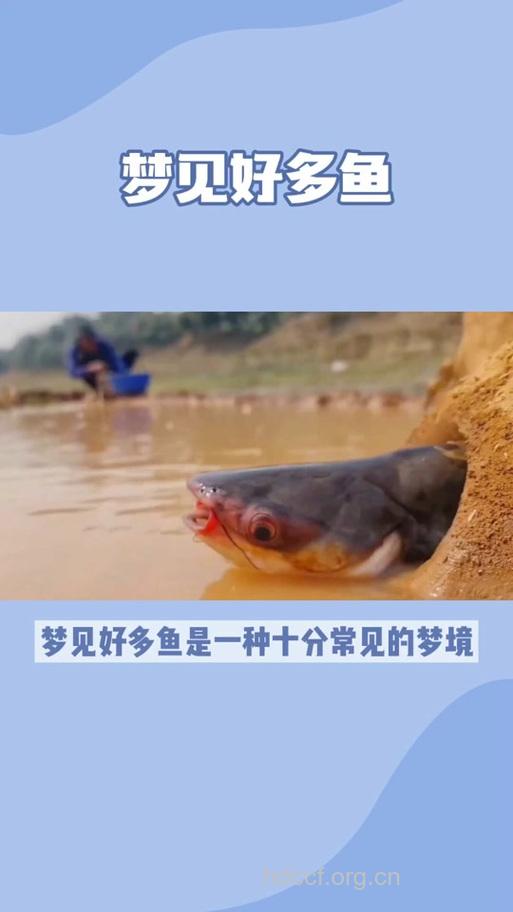 做梦梦见很多人在河里抓鱼是什么意思