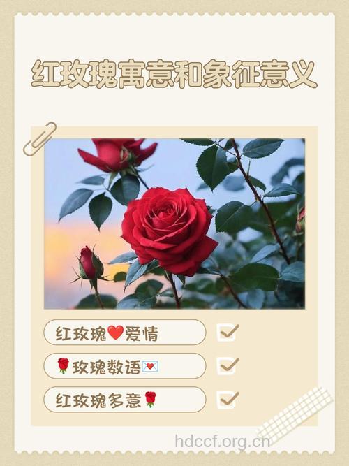 做梦梦见玫瑰是什么意思