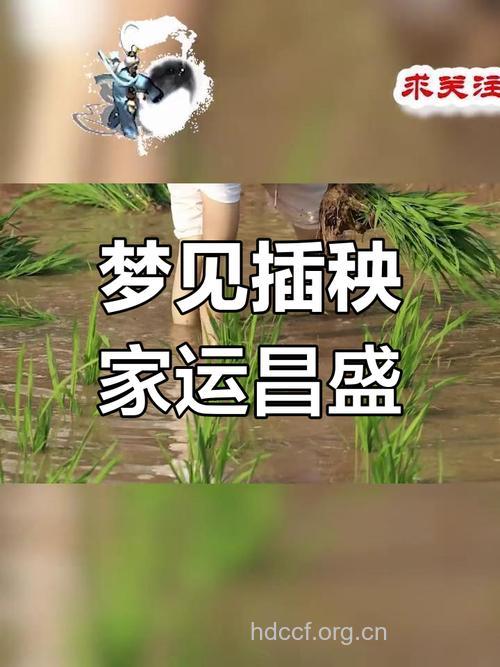 做梦梦见插秧是什么意思