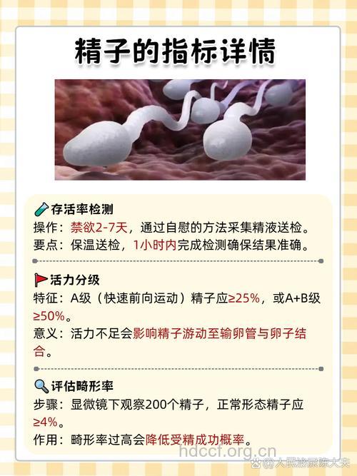 精子存活率要多高才可以怀孕
