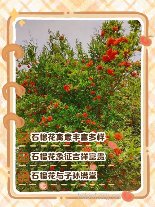 梦见石榴树开花是什么意思